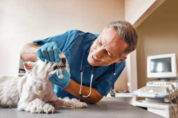 Best Emergency Treatment for Dental Infections or Abscesses in Ferndale, MD
